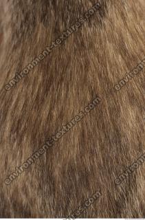 photo texture of fur 0005